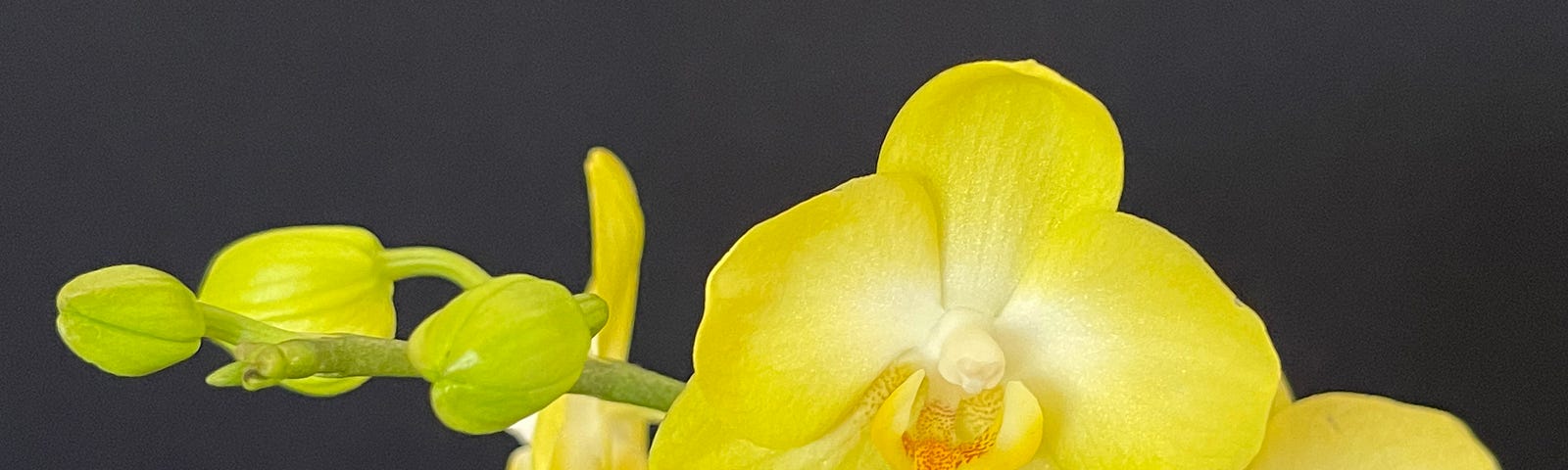 Yellow Phalaenopsis (Moth) Orchid