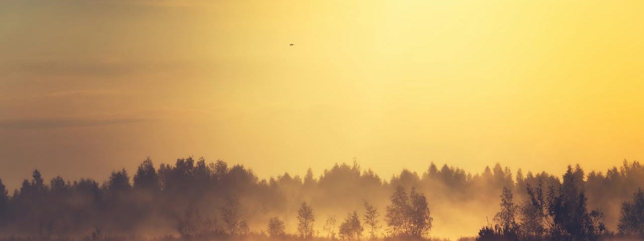 Sunset by the lake with the honey-like gold stretched on forever. The trees dark silhouette against the hazy sky and they are reflected in the lake.