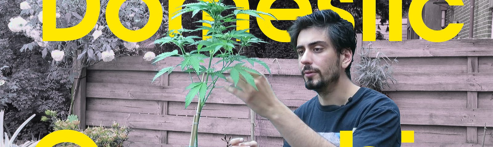 cultivating cannabis at home