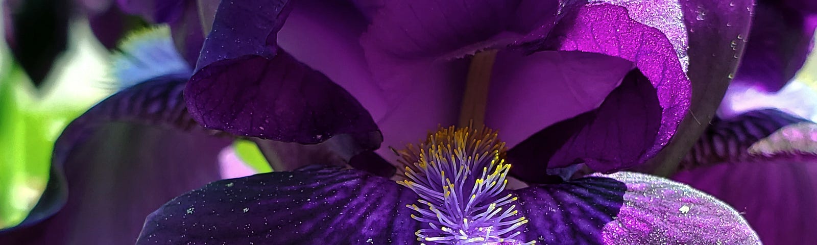 Close-up view of a two-toned purple iris with a hair-like beard of yellow, purple, and white running from the middle of the bottom petal toward the inner part of the flower.