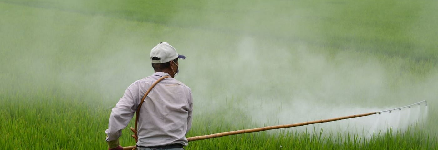 Japanese farmer spraying agricultural chemicals on rice.
