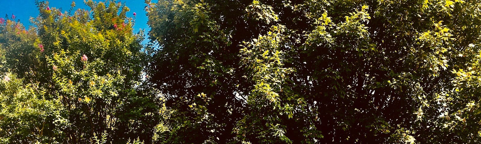 A whimsical photo of a towering Silver Maple tree with lush green leaves despite summer heat. Beside it is a 40 year old Crape Myrtle wild grown tree with a single pale pink bloom. Nestled beneath their leafy side-by-side canopies is a playful 3 foot tall tin rooster sculpture. He’s sporting a red cowboy hat, bright yellow boots and a turquoise vest. Nearby is a colorful hammock and a fire pit. Lush greenery surrounds the charming and eclectic scene.