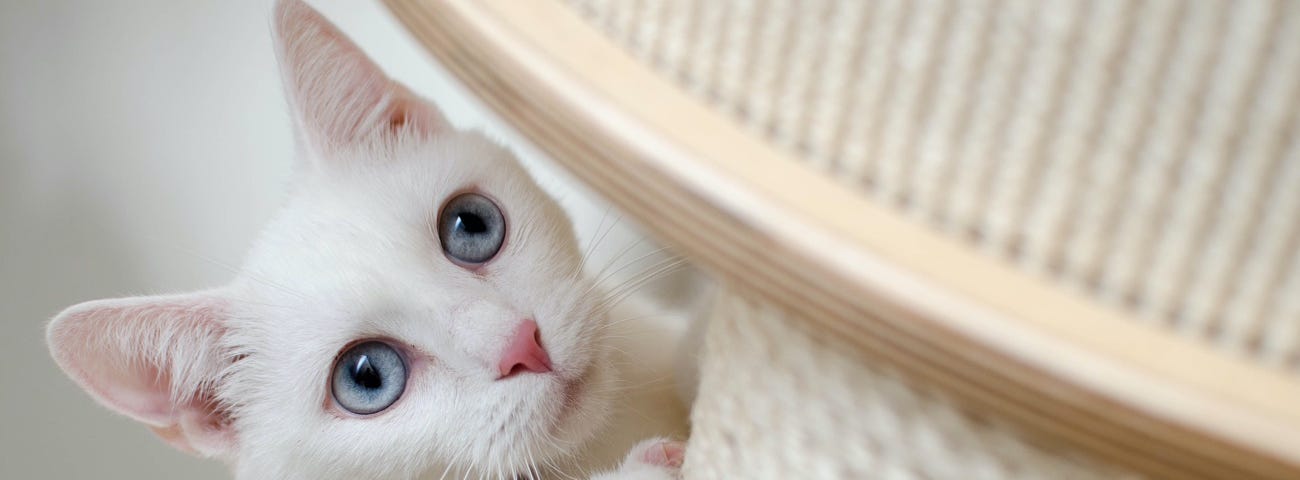 Cute white cat scratching a post.