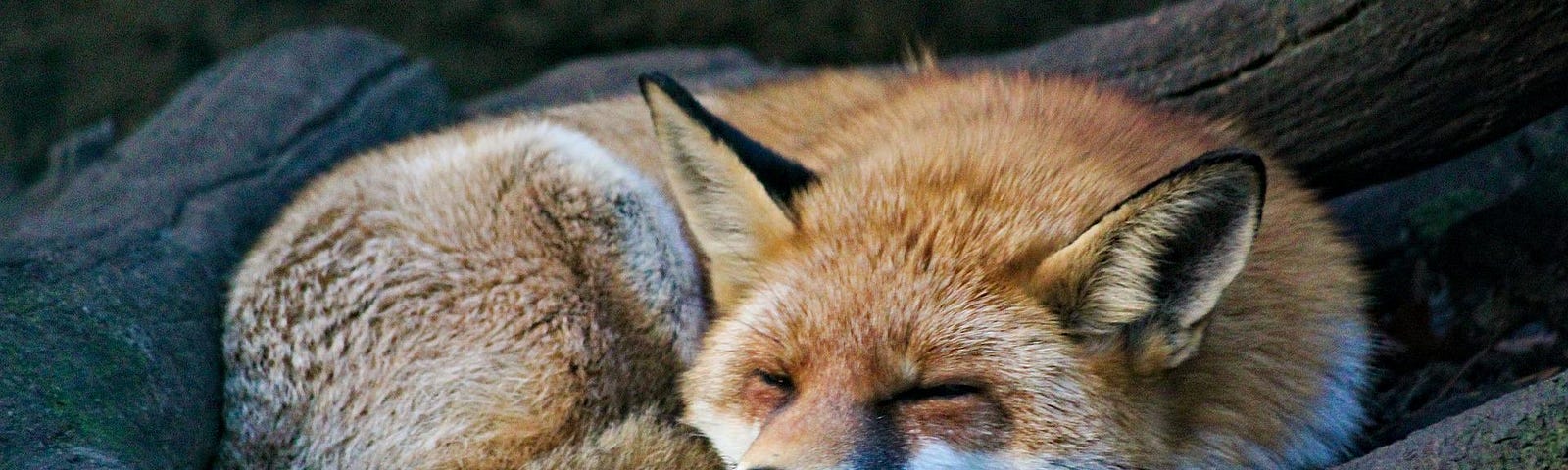 Peacefully sleeping and dreaming fox