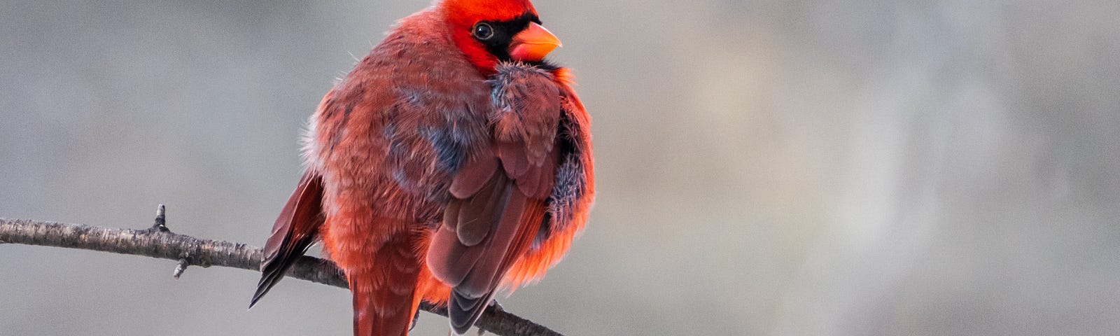 Northern Cardinal male with frost on its feathers.