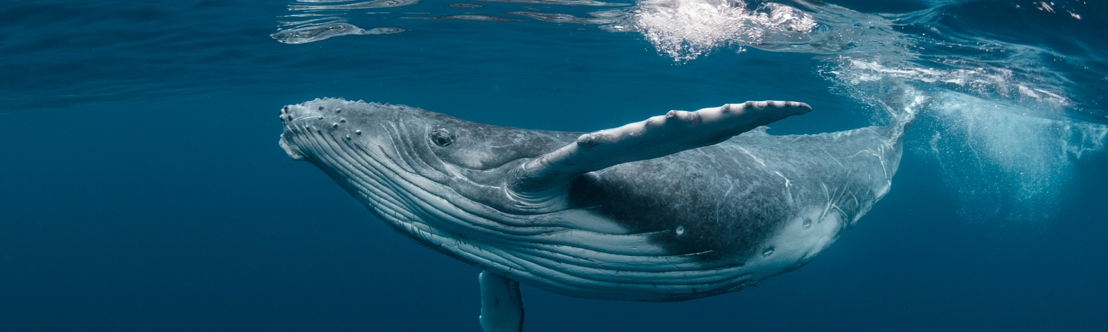 A humpback whale swimming gracefully underwater, showcasing its large body and distinctive grooves along its underside. The whale is slightly tilted, with one flipper extended, as it moves through the deep blue ocean