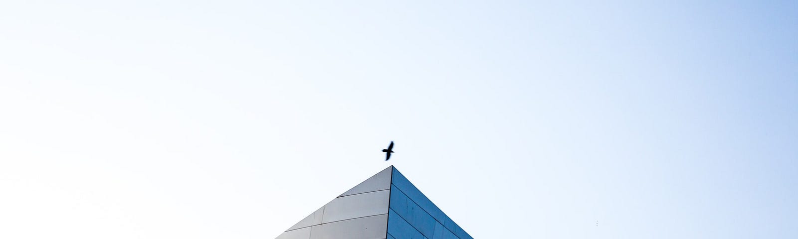 Bird flying right over the apex of the corners of a concrete wall