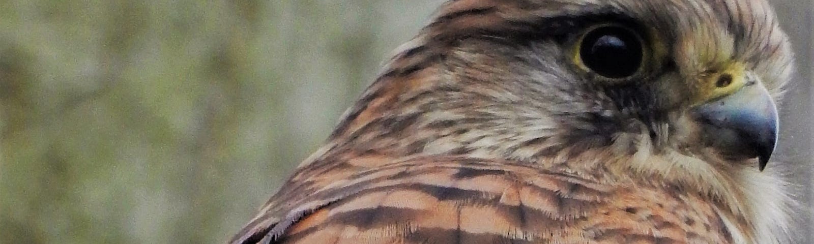 Head and back of a kestrel with striped feathers and hooked beak