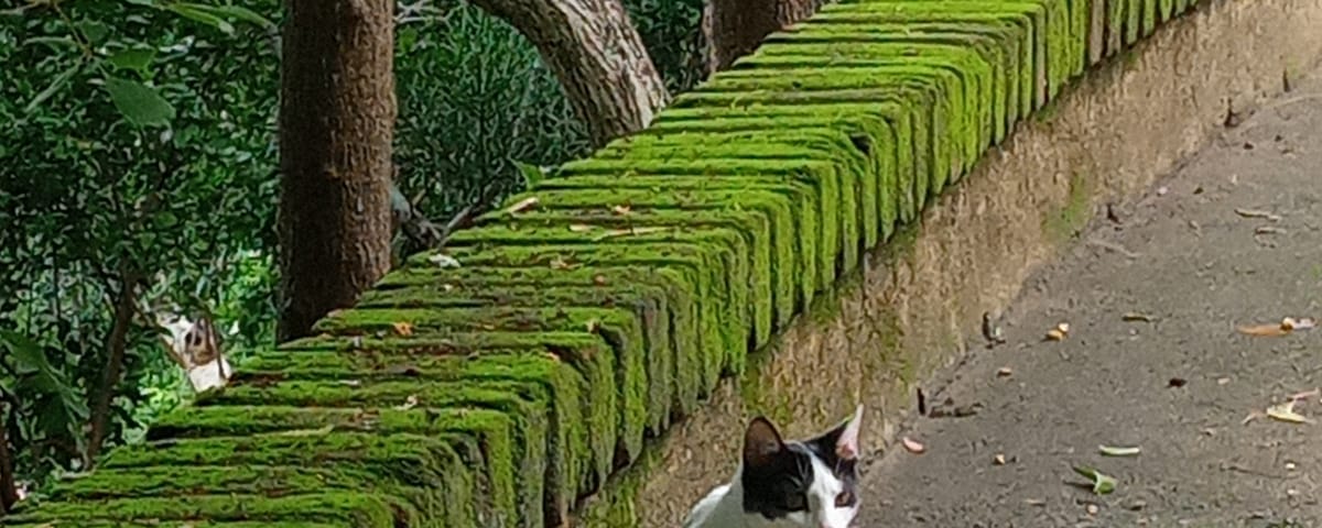 A tuxedo cat in an open space, trees are on the back