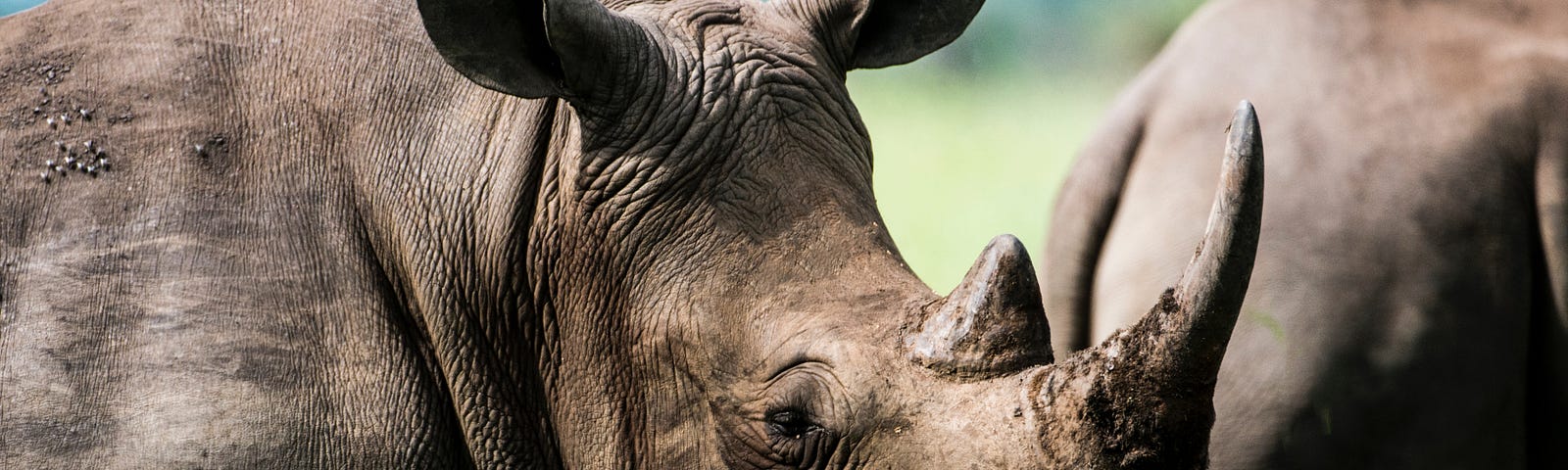 A close up view of a rhinoceros.