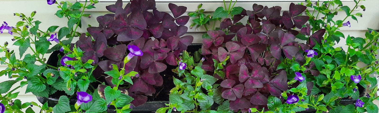 window box filled with purple shamrocks and bellflowers.
