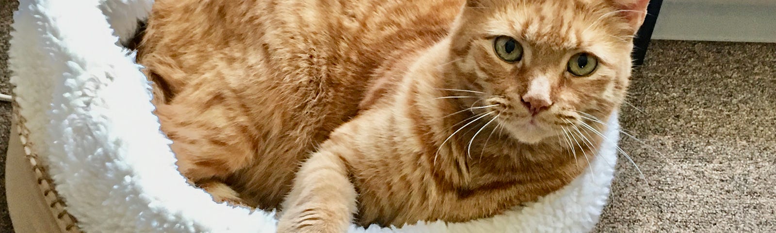 Author’s photo of Buddy Cat — an orange tabby