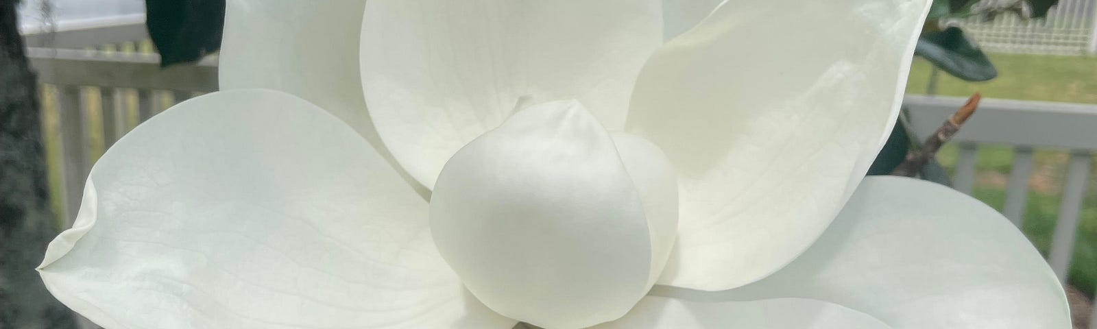 Magnolia Blossom — by Author, 2023