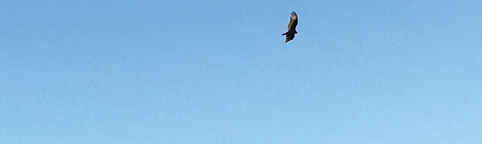 Turkey vulture soaring through sky, wings outspread, above mountain range and soft sun