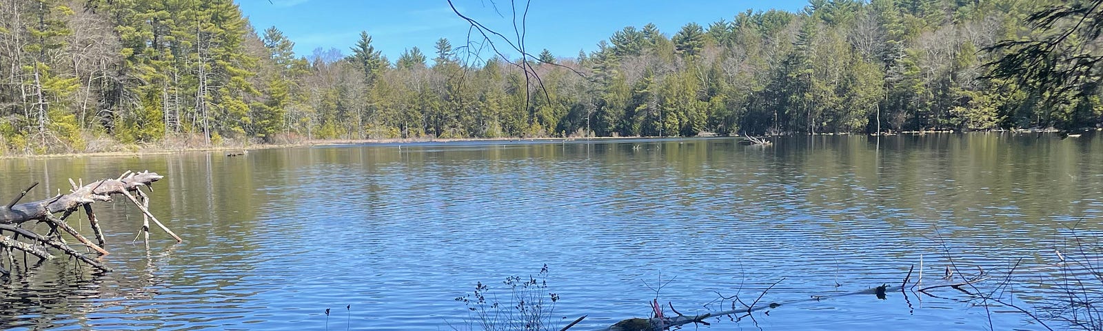 Scene of lake surrounded by pine trees in the Catskills on a sunny day
