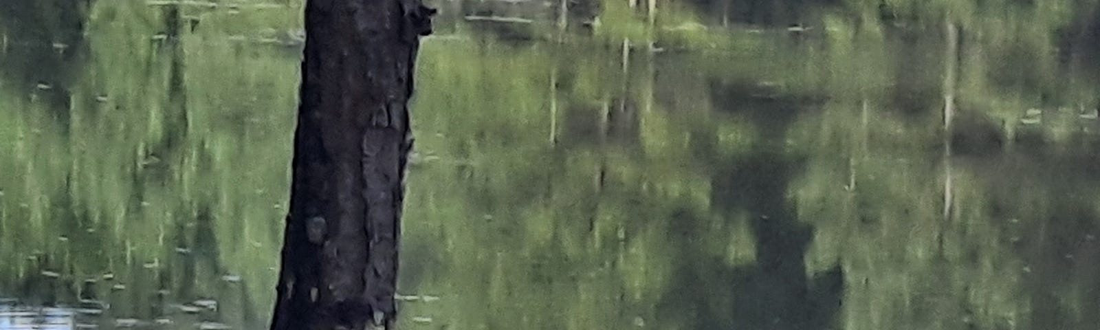 Photo of pond reflecting trees across the water