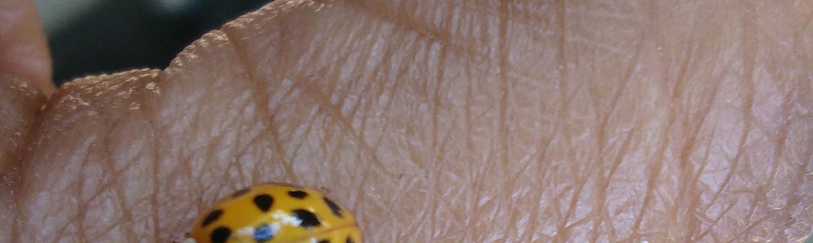 a little yellow ladybug on my finger
