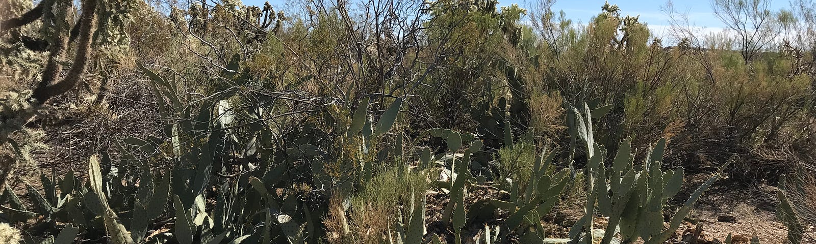 Desert landscape with desert plants