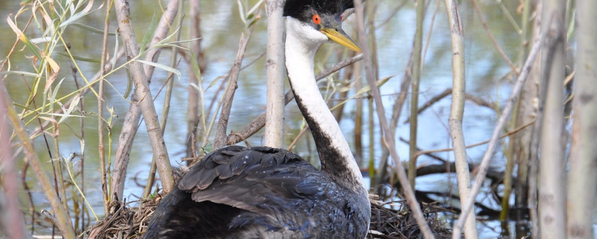 Picture of western grebe at Deer Flat National Wildlife Refuge sitting on nest.