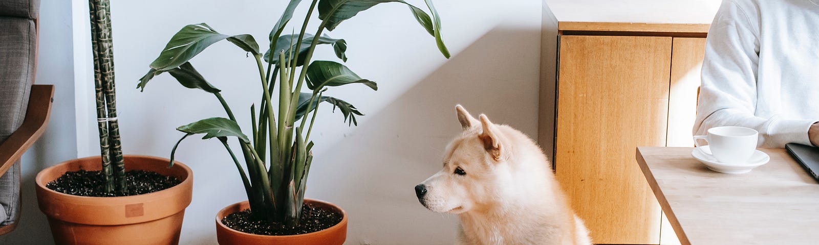 Dog next to a house plant