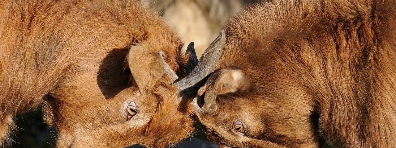 Two rams with brown fur locking horns in a competitive stance.