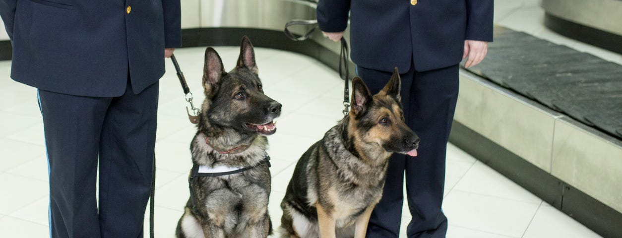 Cropped image of a two German shepherd dogs for detecting drugs sittings near customs officers inside airport.