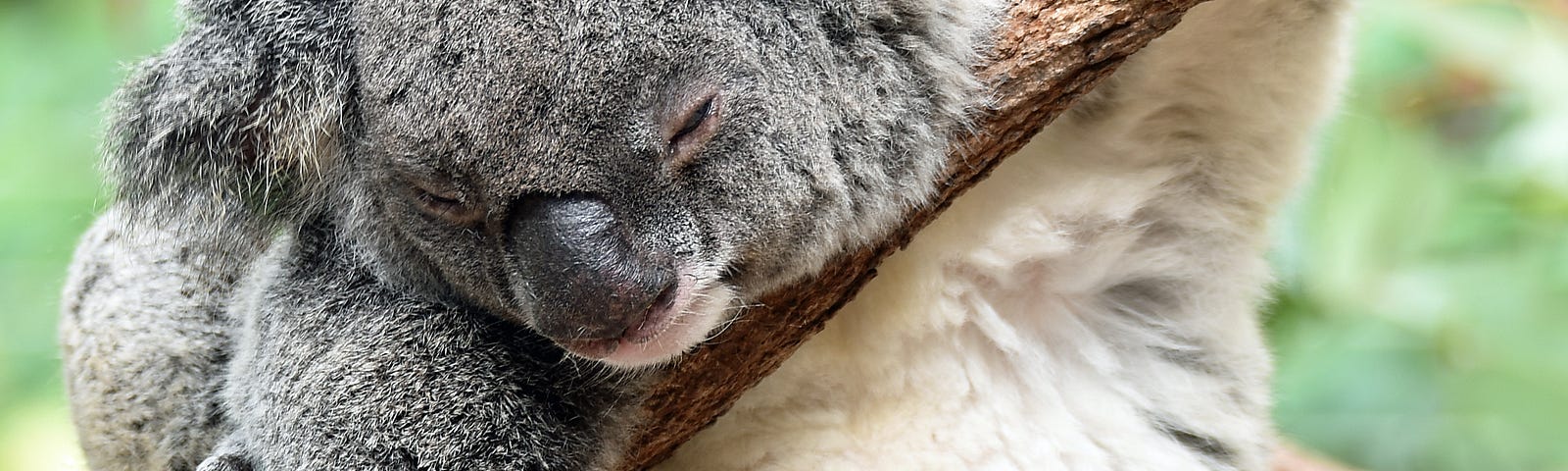 Koala lounging in a tree.