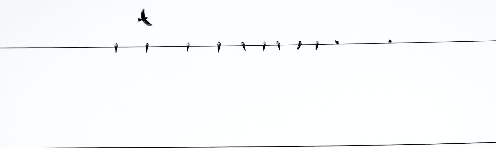 Silhouette of birds on string of 4 wires against white sky.