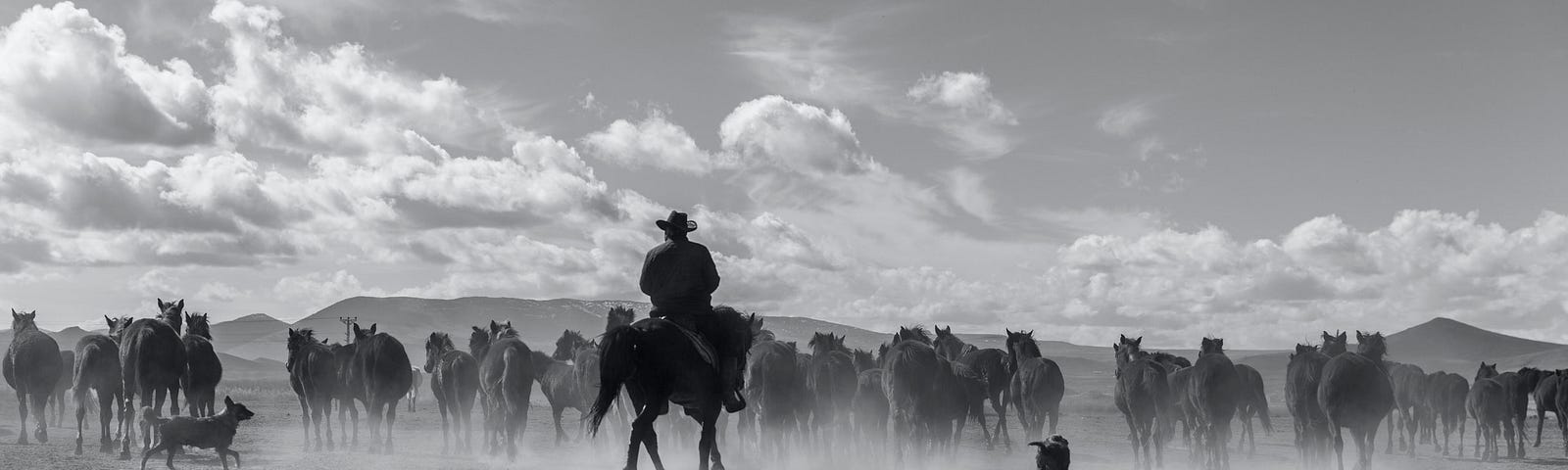 Man riding a horse along with dogs herding cattle.