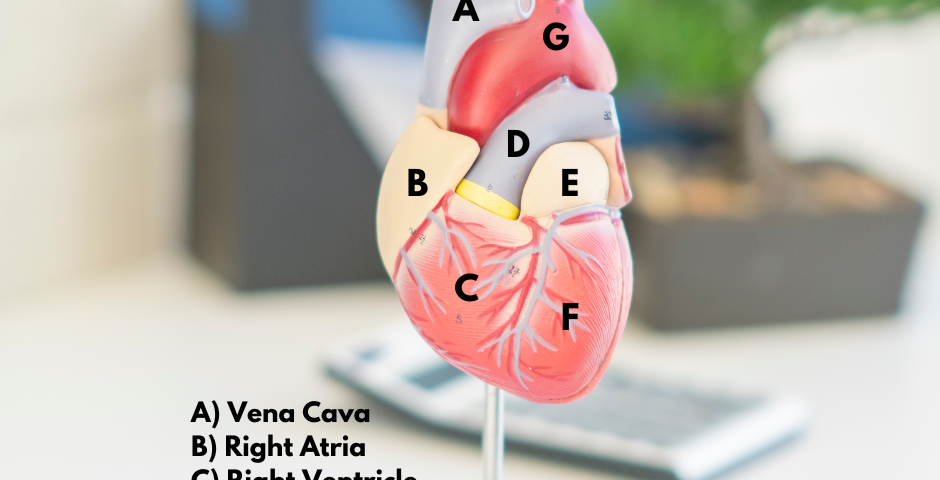 model of a heart with the parts labeled