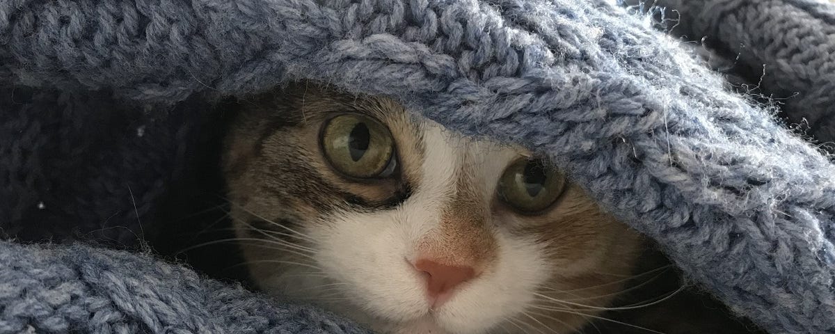 A photo of Ivy the cat, snuggled up in a knitted blue blanket, posing for the camera.