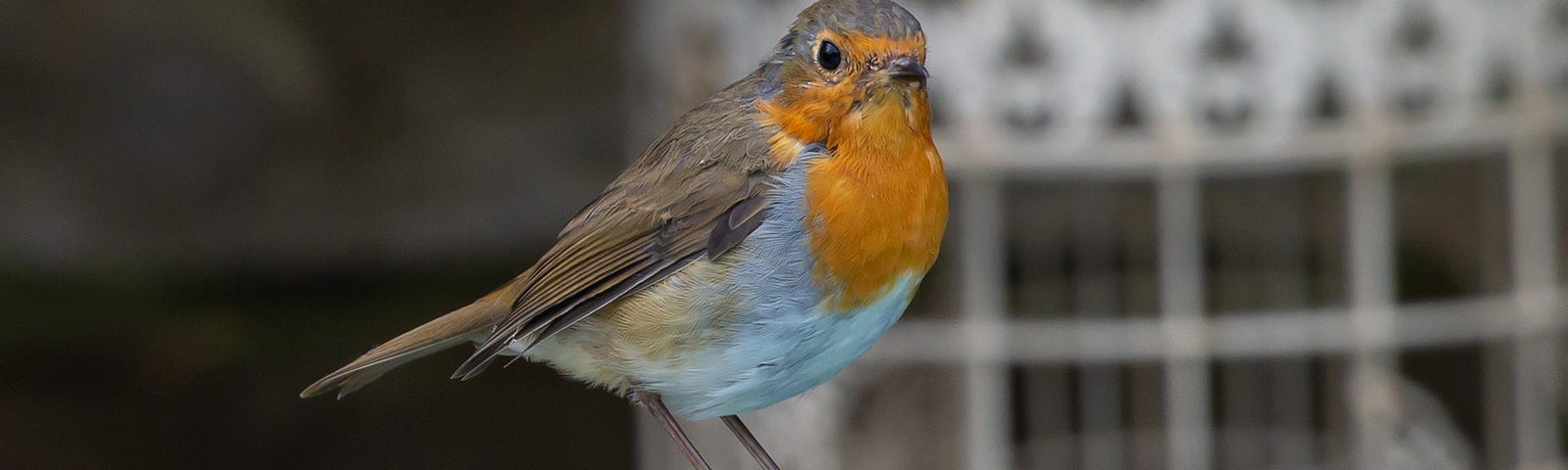 Robin redbreast bird perched on a fork handle, in the background is a birdcage