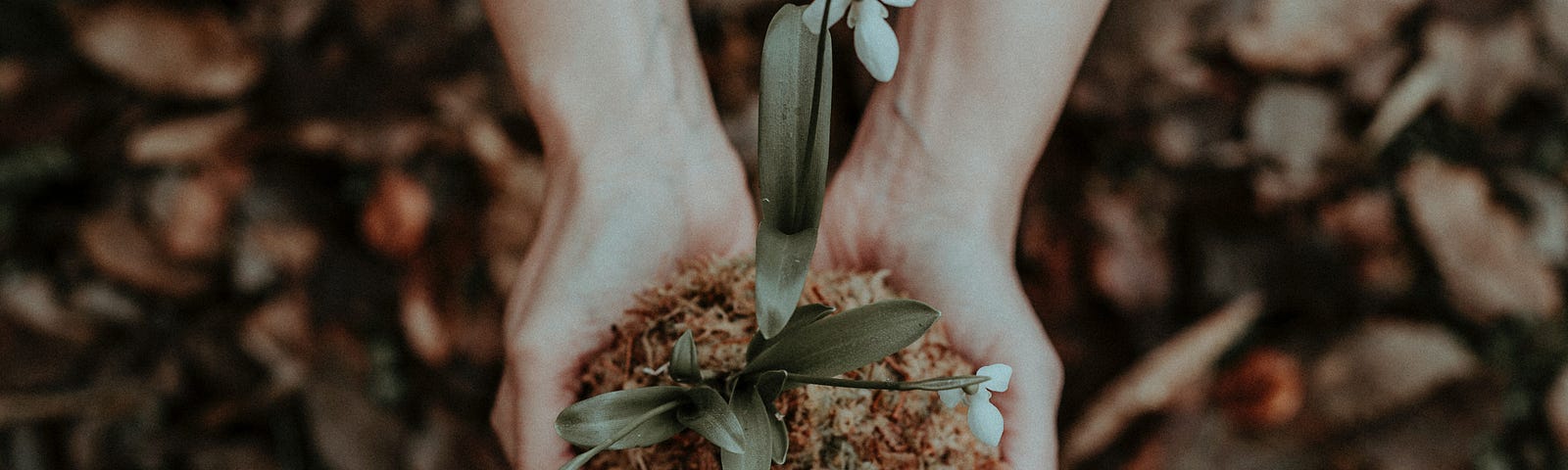 A woman holds out a handful of earth with a plant in it