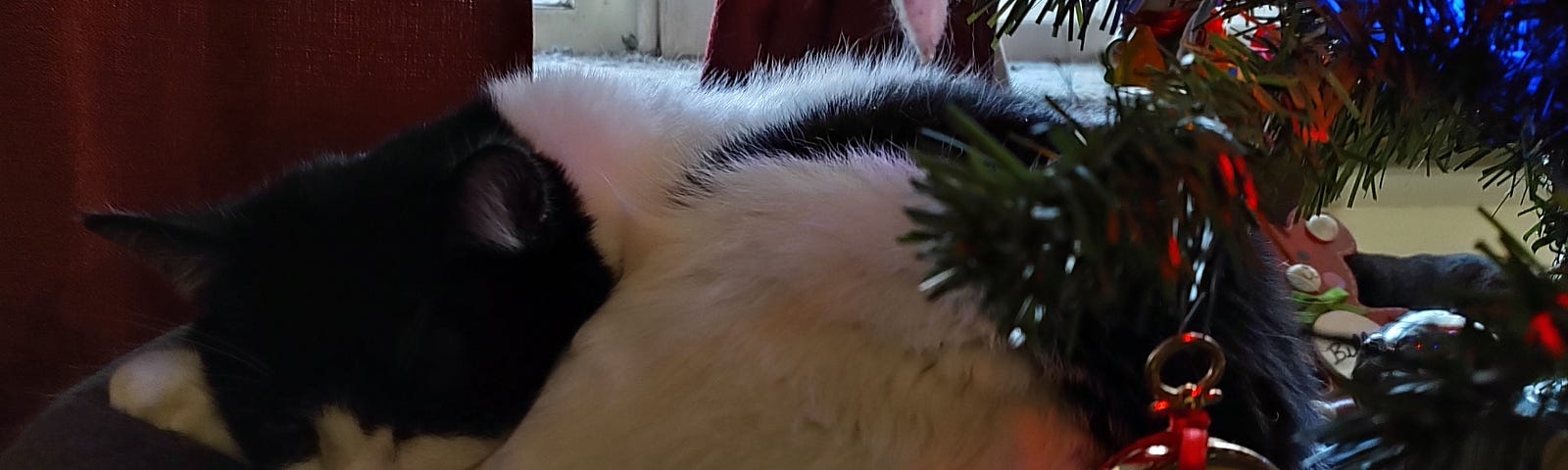 Our white kitty with black markings and mask continues to nap under the Christmas tree
