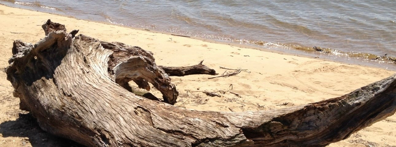 Photo of driftwood along the Delaware River.