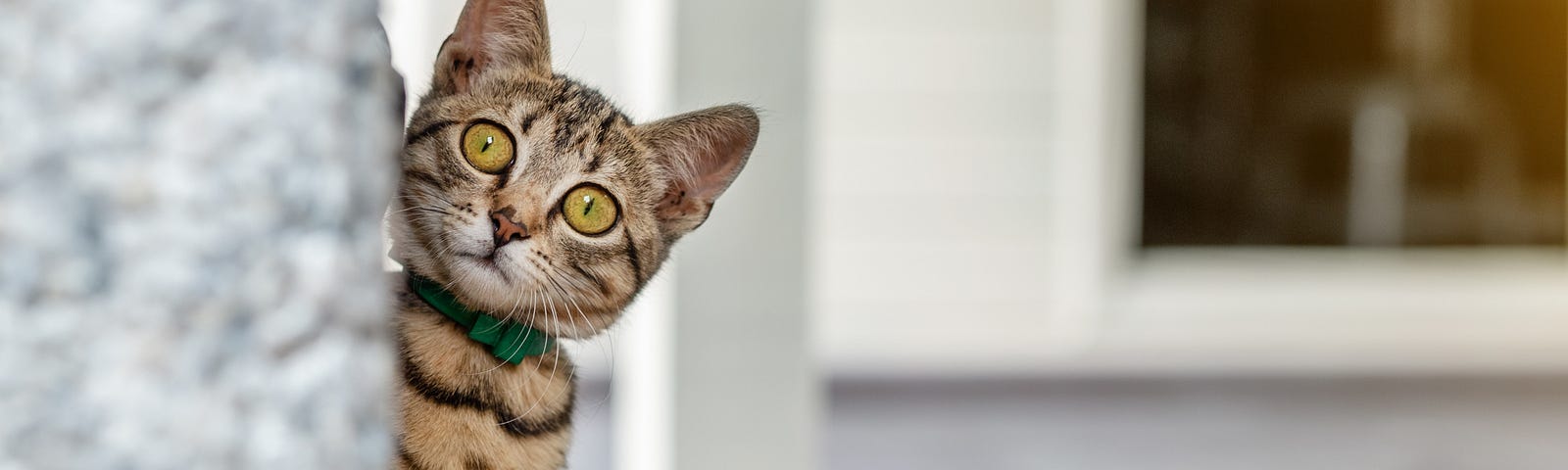 A brown tabby cat peeking from behind a wall