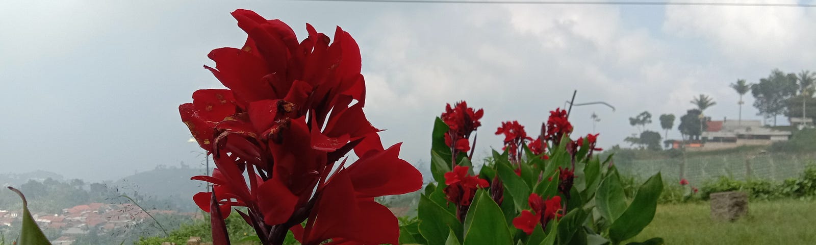 Bunga di Bukit Bintang, Cimenyan, Bandung