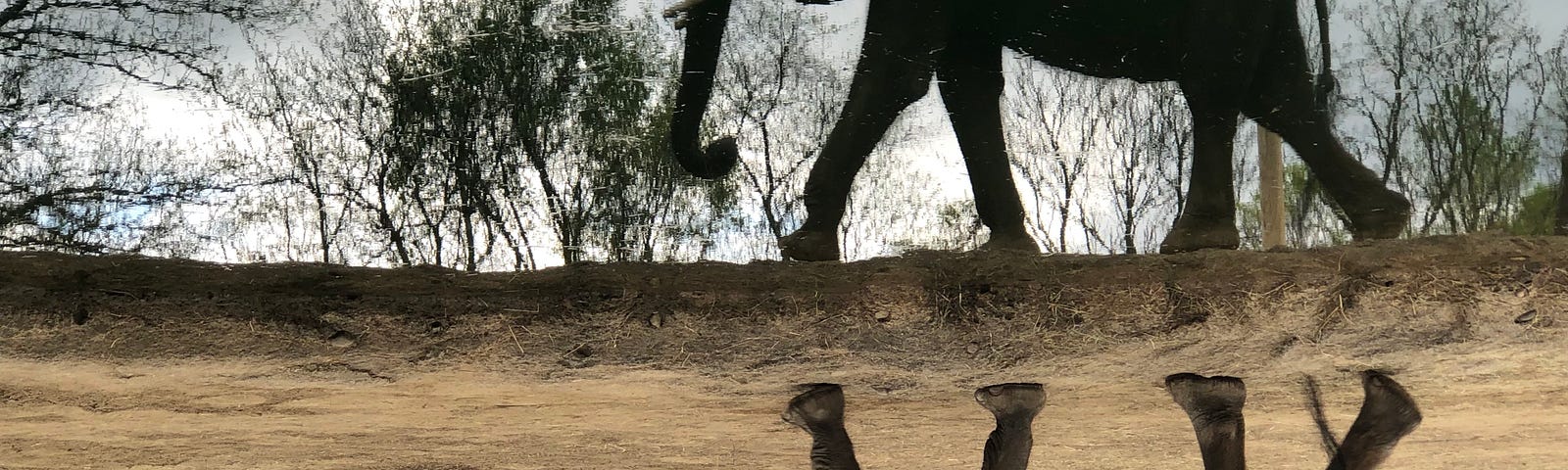 An inverted image of an elephant walking, her reflection in the water