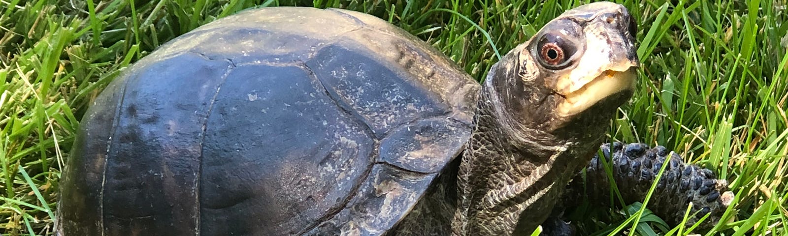 Brown box turtle in the grass, her head stretched up