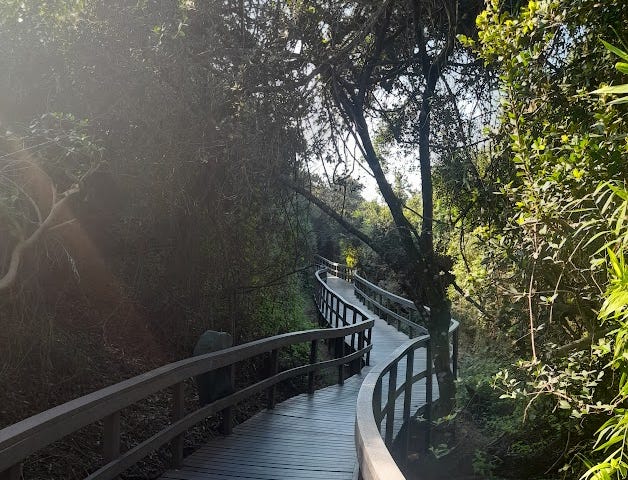Walkway in nature