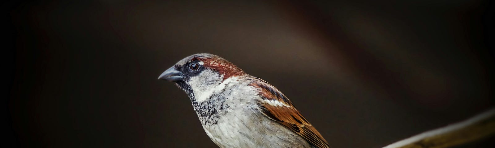 a bird perched on a branch