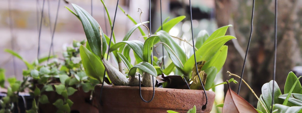 Lots of houseplants.