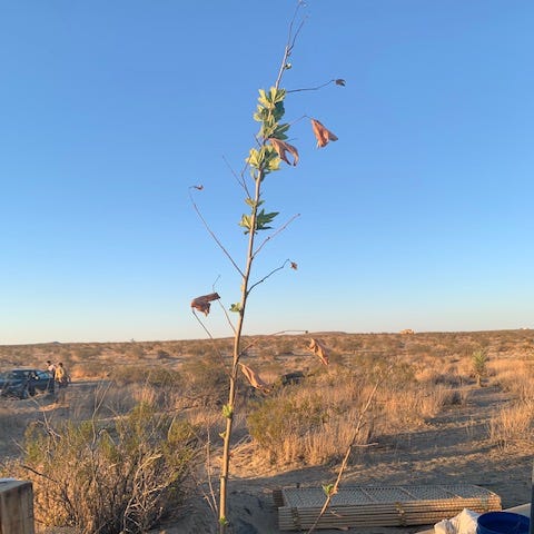 A newly planted tree in the desert, growing new green leaves as the sun sets upon the golden horizon.