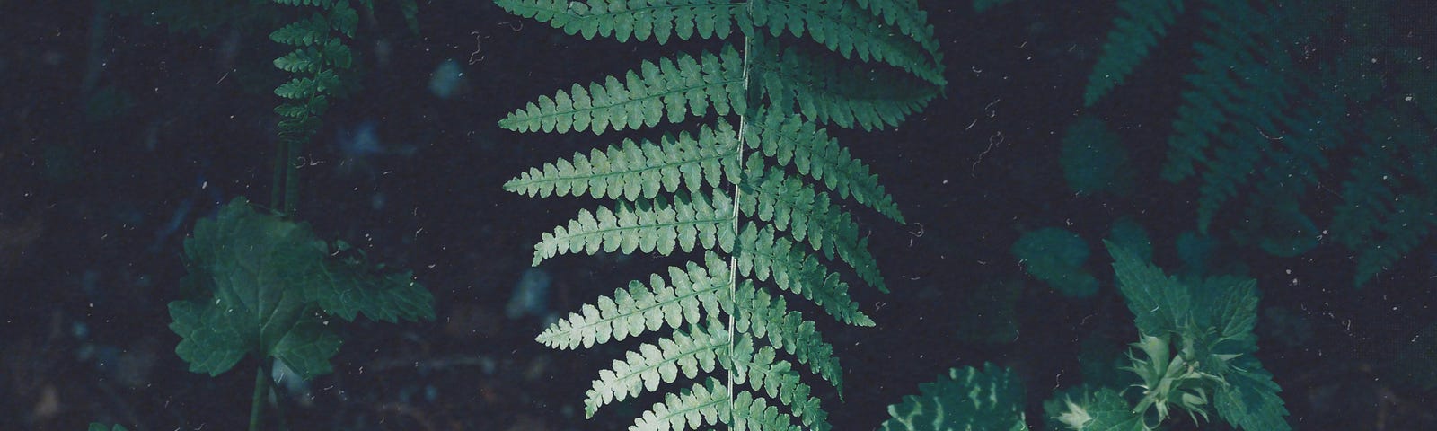 A picture of green leafy plants. Sunlight catching on a fern leaf surrounded by the darkness of the forest floor