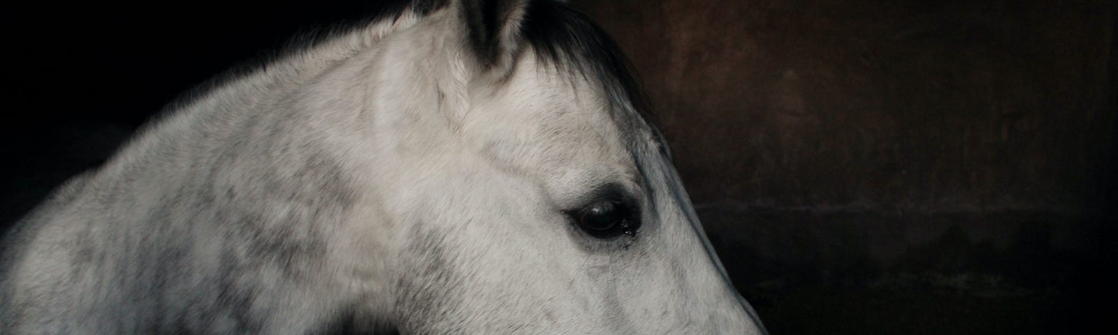 photo of a horse’s head shrouded in shadow, looking pensive