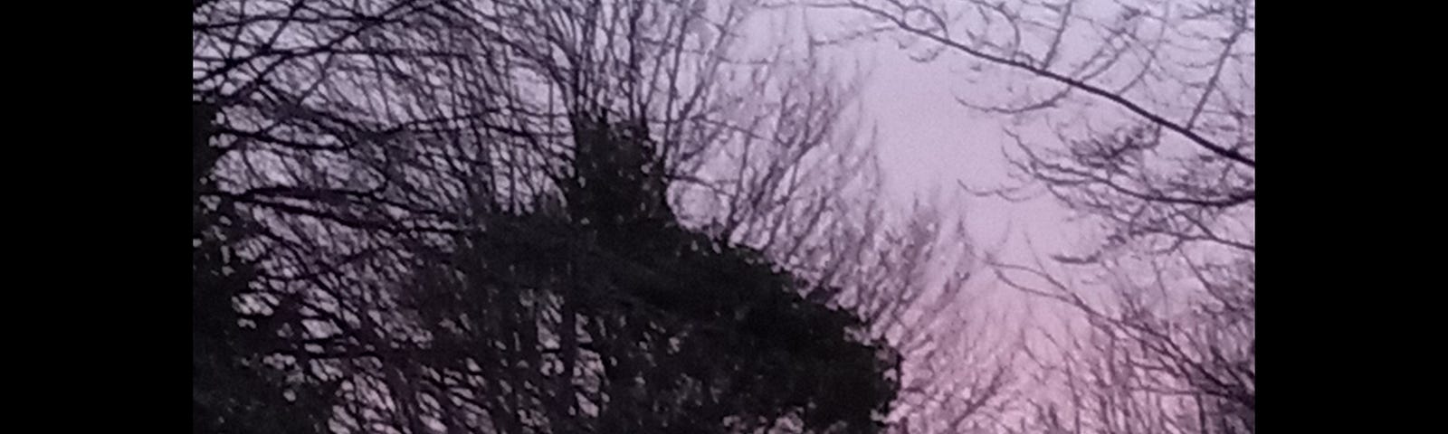 A lavender sunrise behind the silhouetted trees