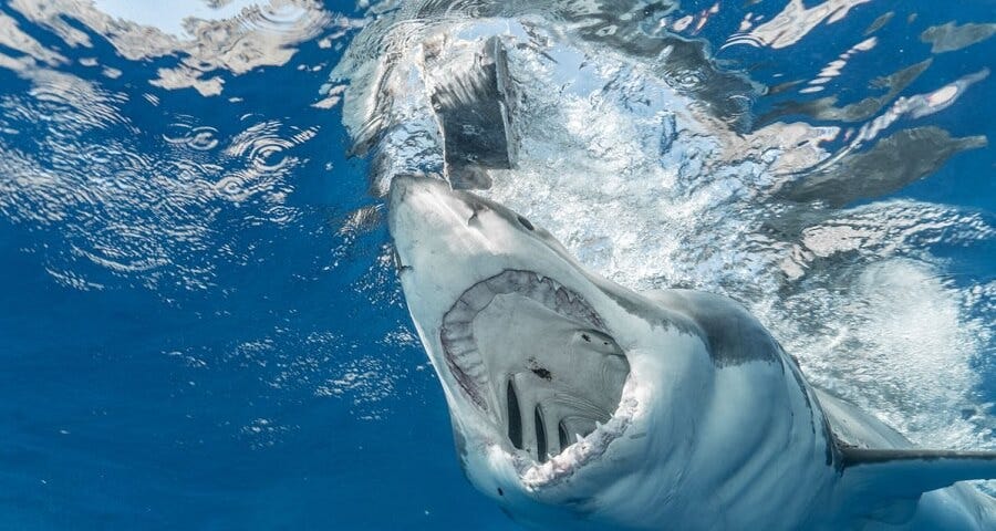 A big white shark opens its jaws showing its perfect rows of serrated teeth against the ocean's blue waters.