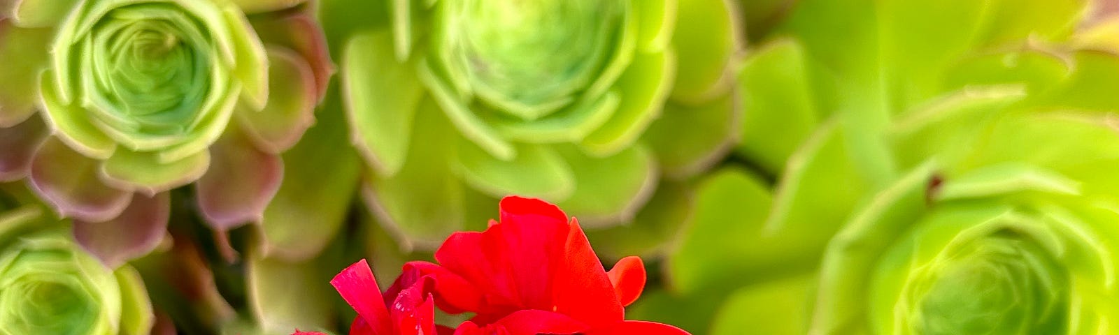 bright red geranium against a backdrop of succulents