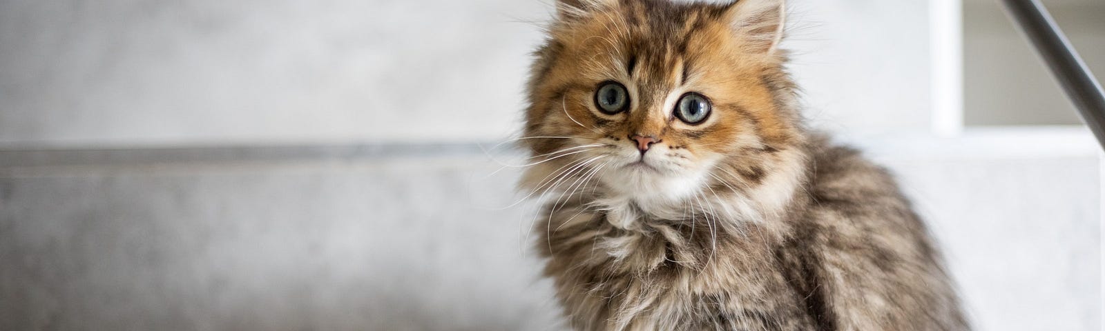 cute little tabby tortoise-shell kitten on a step, looking slightly apprehensive