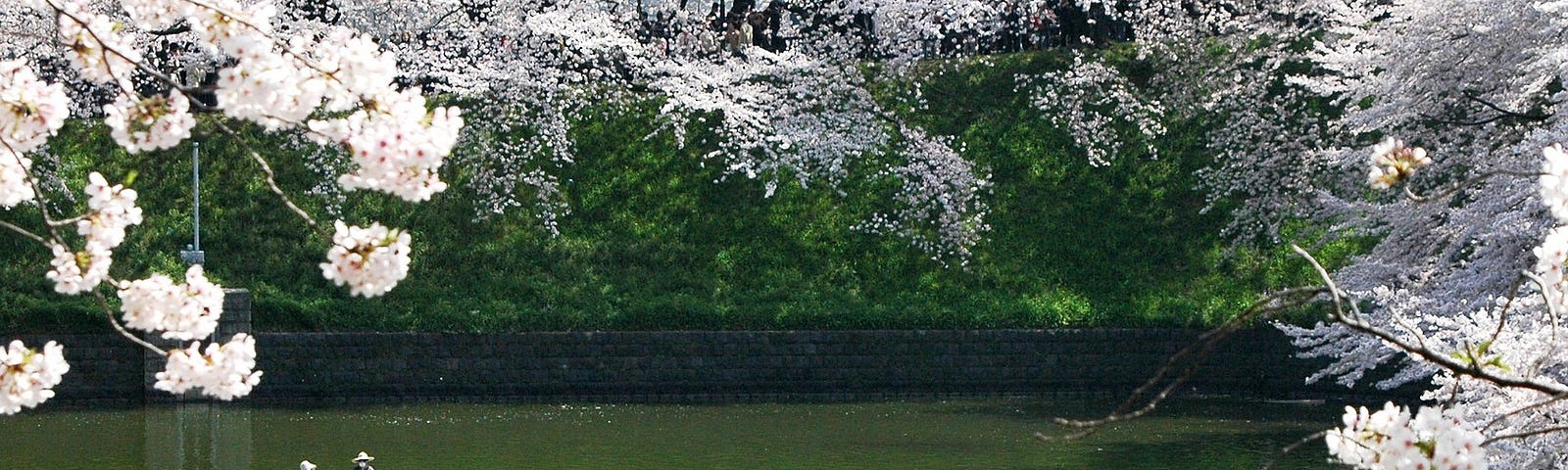 Three small boats, two with rowers and one with an engine, at a calm  lake in Japan. Trees full of cherry blossoms are blooming all over them.